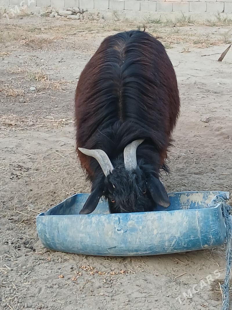 teke - Гёкдепе - img 6