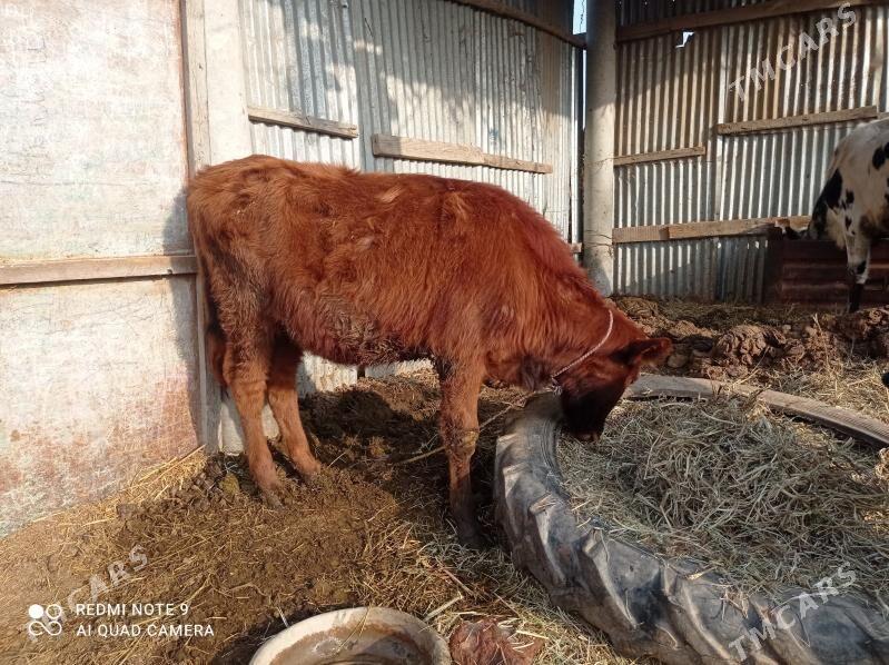 unajyn - Чарджоу - img 3