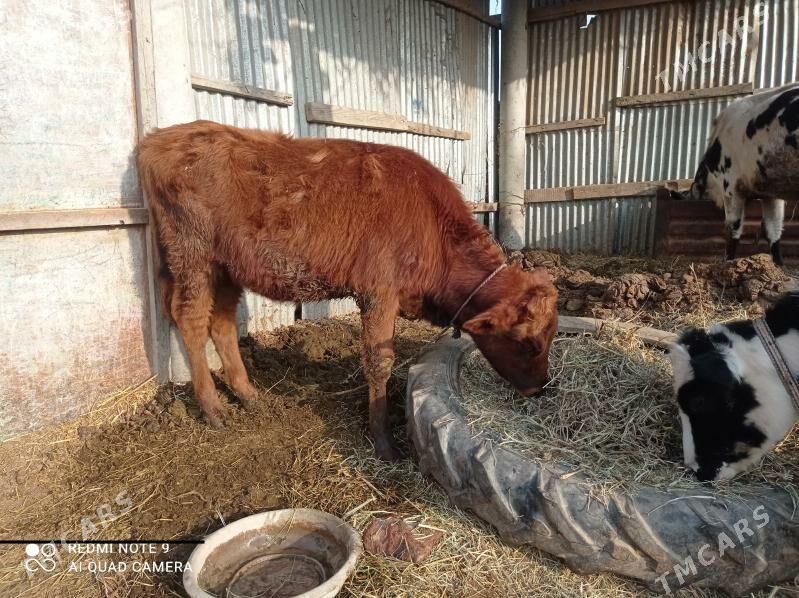 unajyn - Чарджоу - img 2