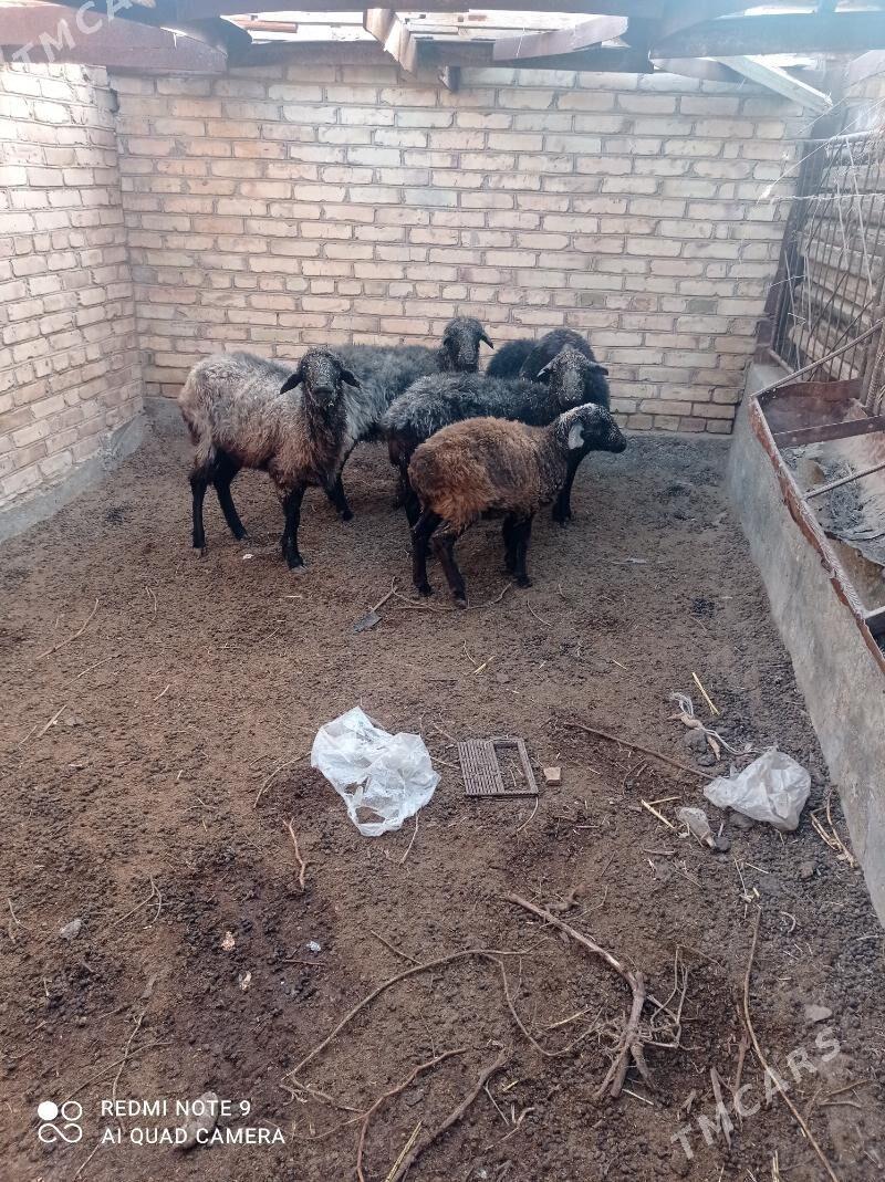 goyun - Türkmenabat - img 4