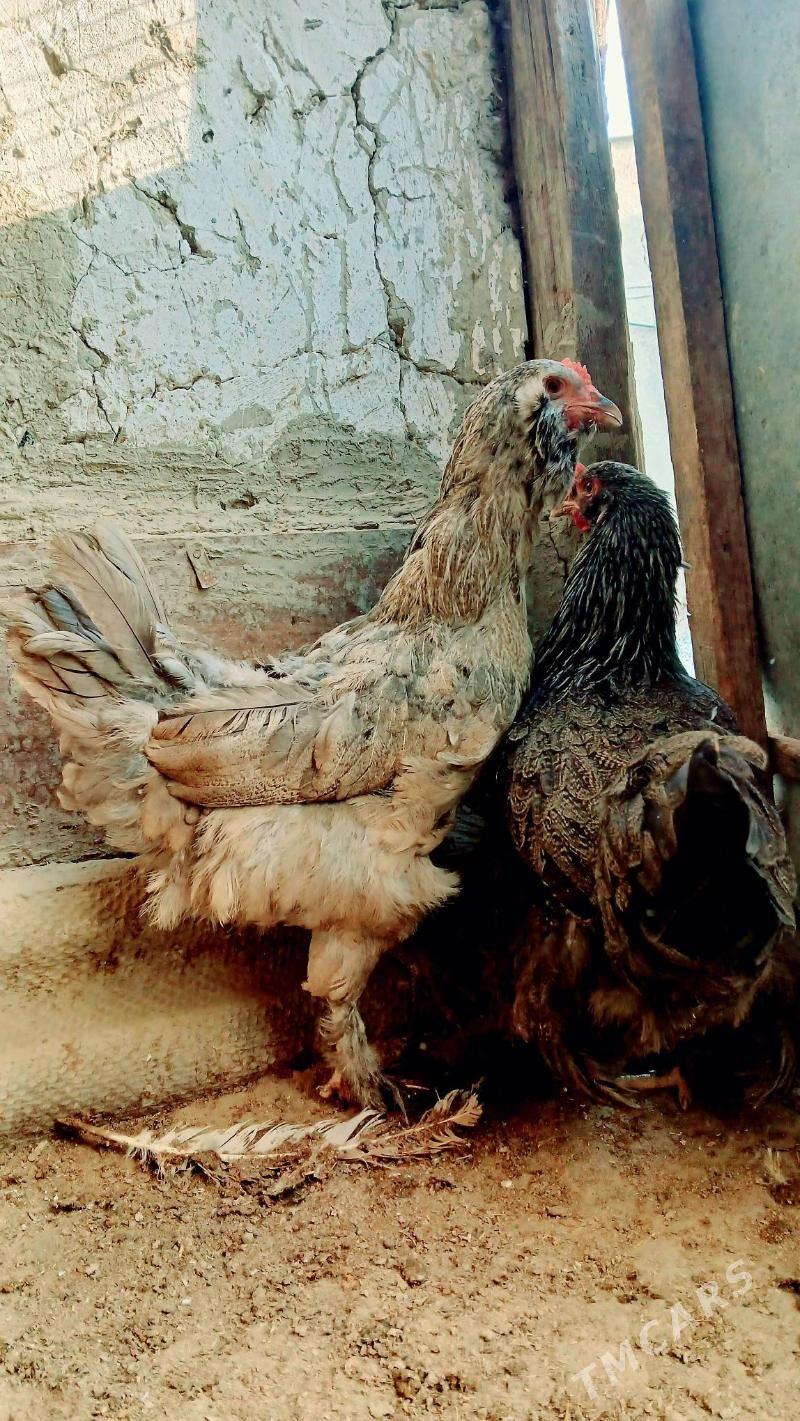 brama maki - Bäherden - img 2