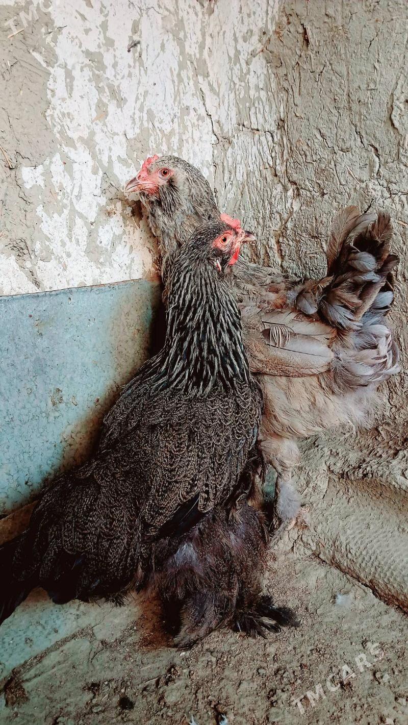 brama maki - Bäherden - img 3