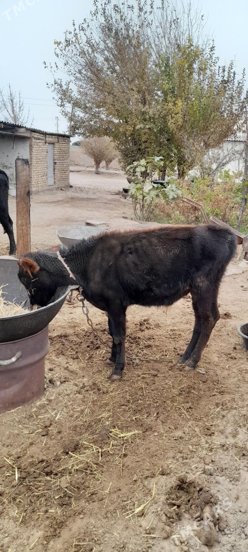 Öküz - Babadaýhan - img 3