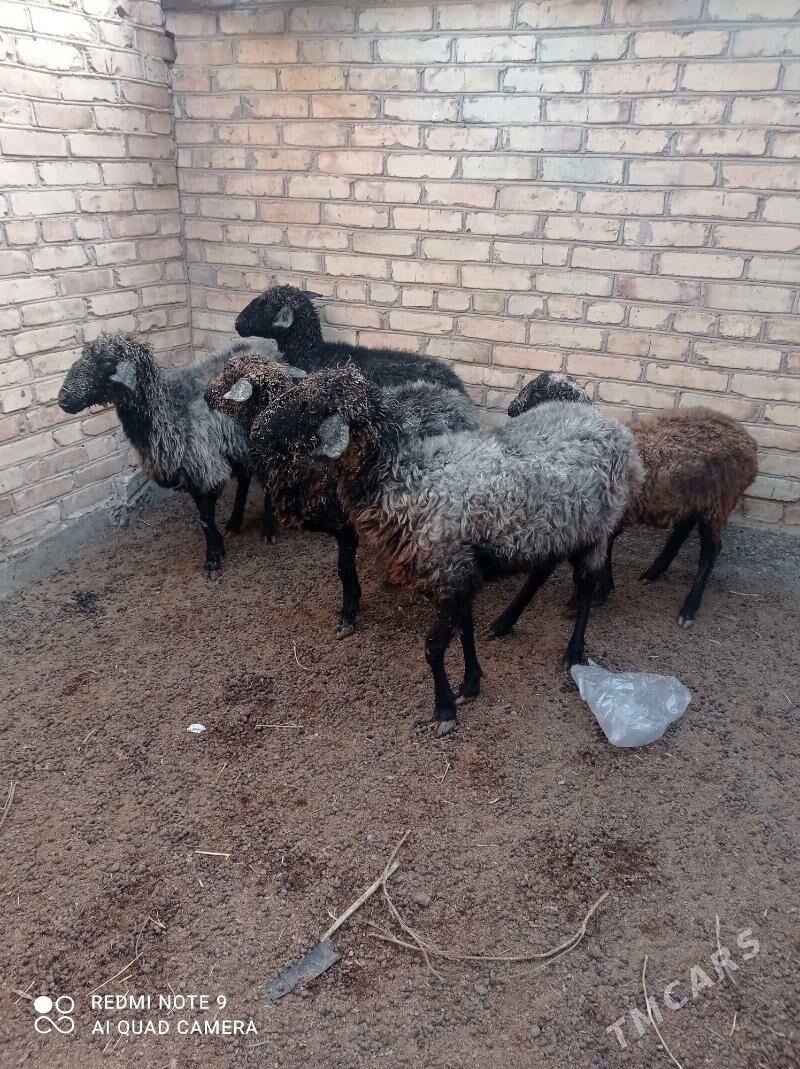 goyun - Türkmenabat - img 2