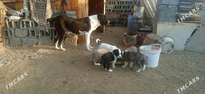 гужик - Büzmeýin - img 3