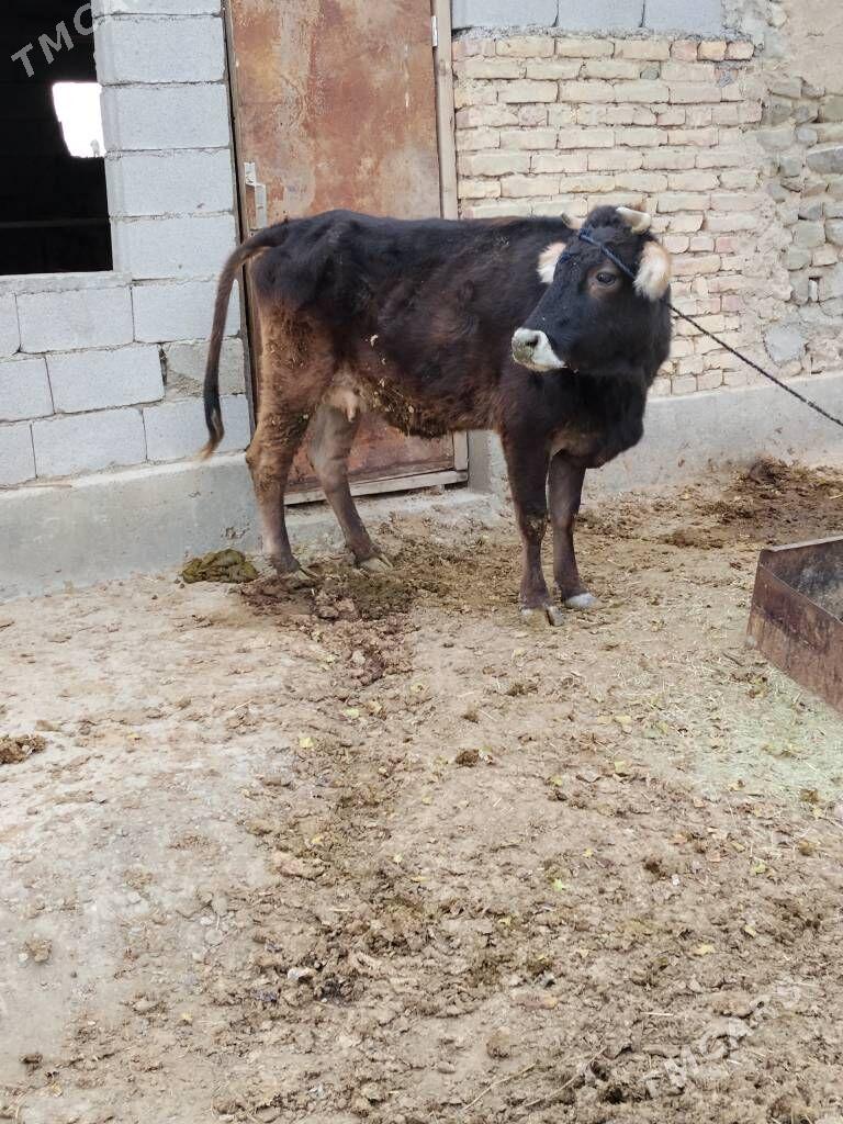 GYSYR SYGYR - Бахарден - img 2