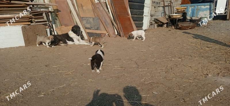 гужик - Büzmeýin - img 2