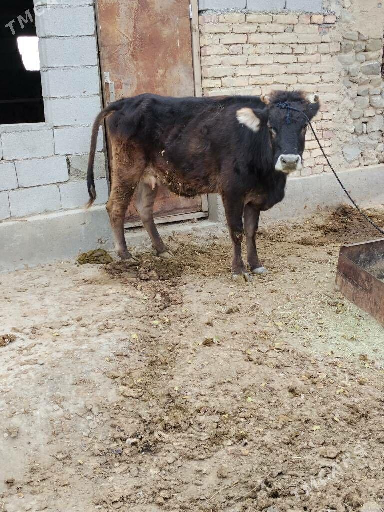 GYSYR SYGYR - Бахарден - img 3