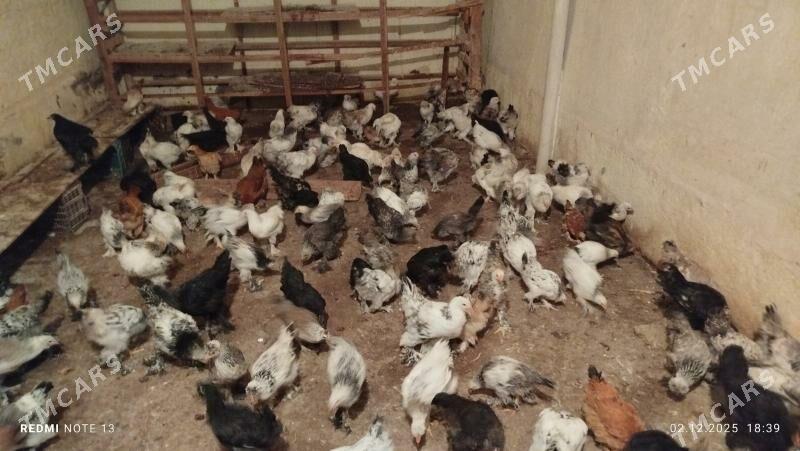 balakly towk - Чоганлы - img 2