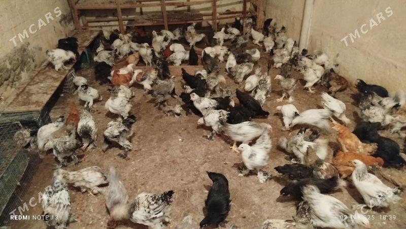 balakly towk - Чоганлы - img 3