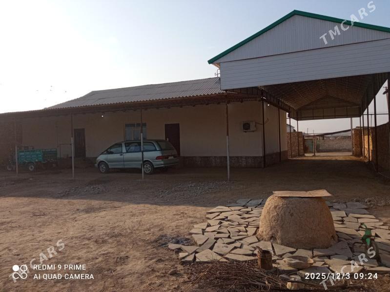 satlyk jay - Койтендаг - img 7