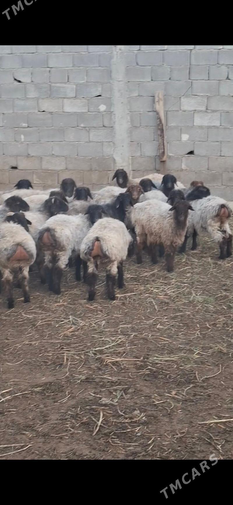 tokly - Gökdepe - img 1