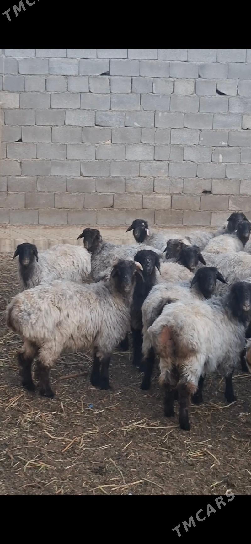 tokly - Gökdepe - img 2