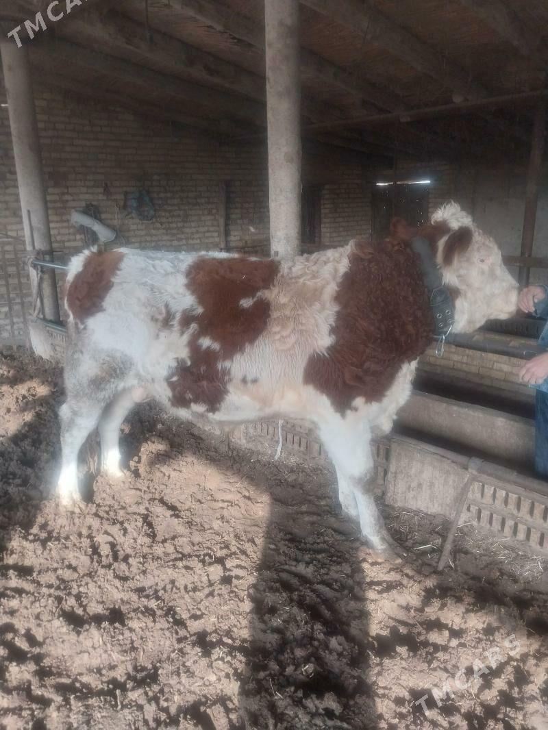 Goleli sygyr. - Саят - img 7