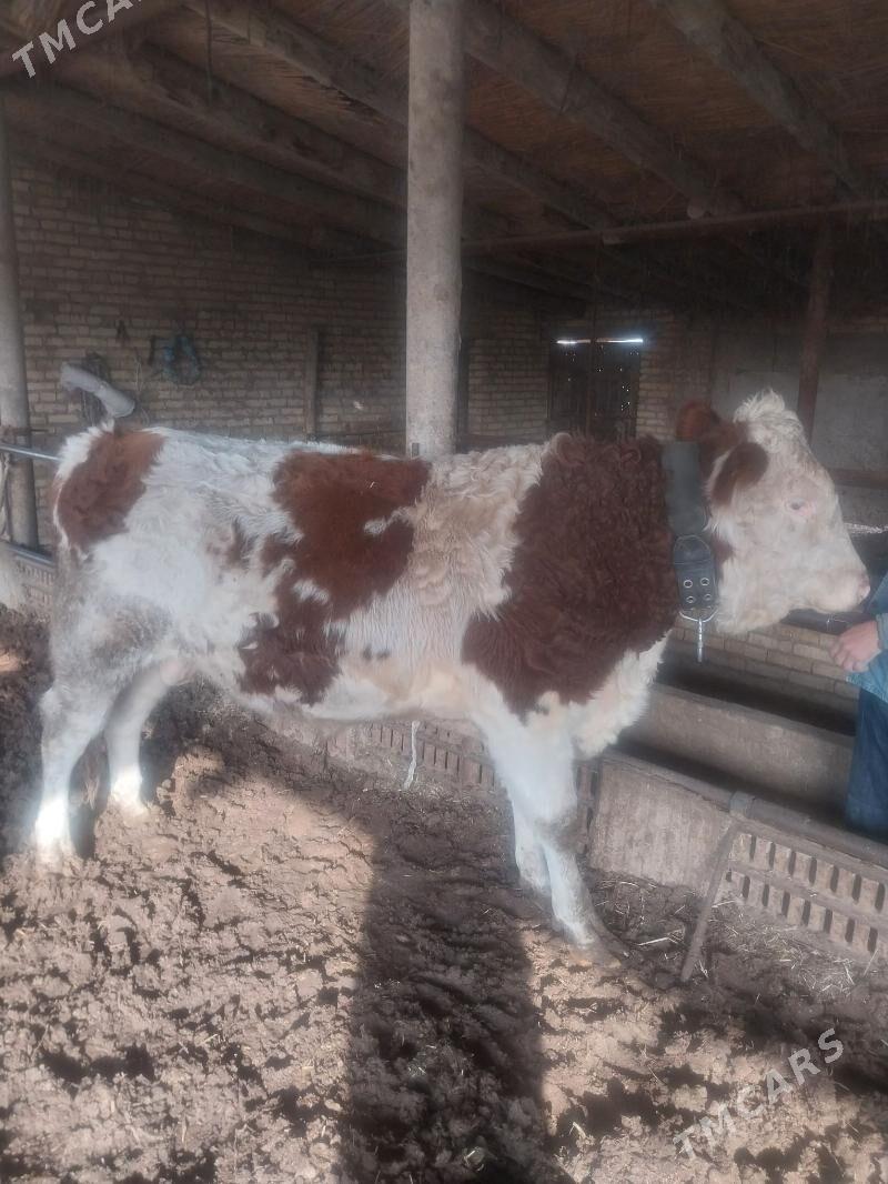 Goleli sygyr. - Саят - img 6