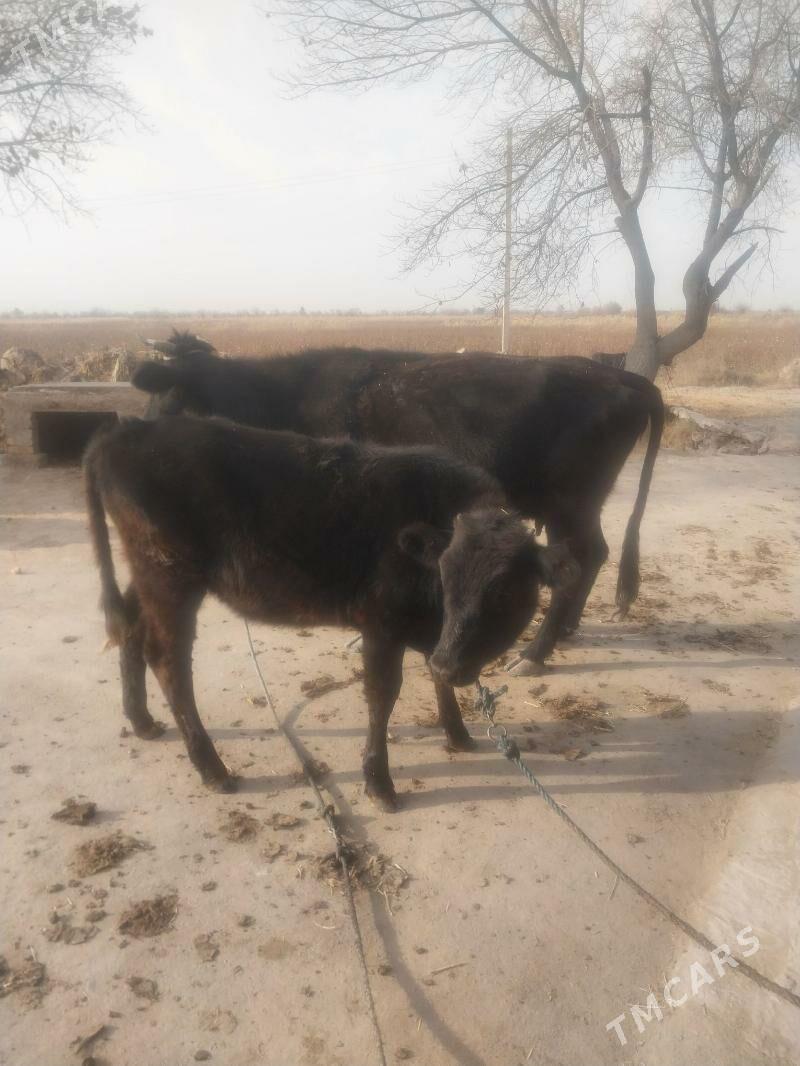 Goleli sygyr. - Саят - img 4