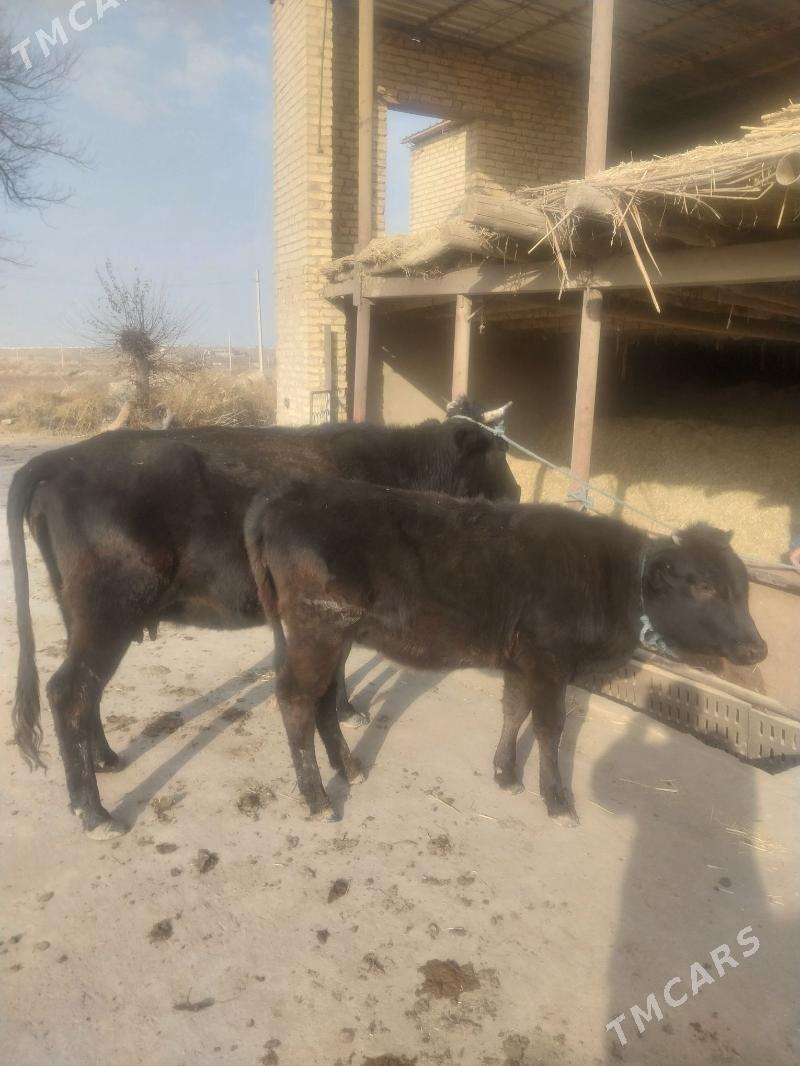 Goleli sygyr. - Саят - img 3