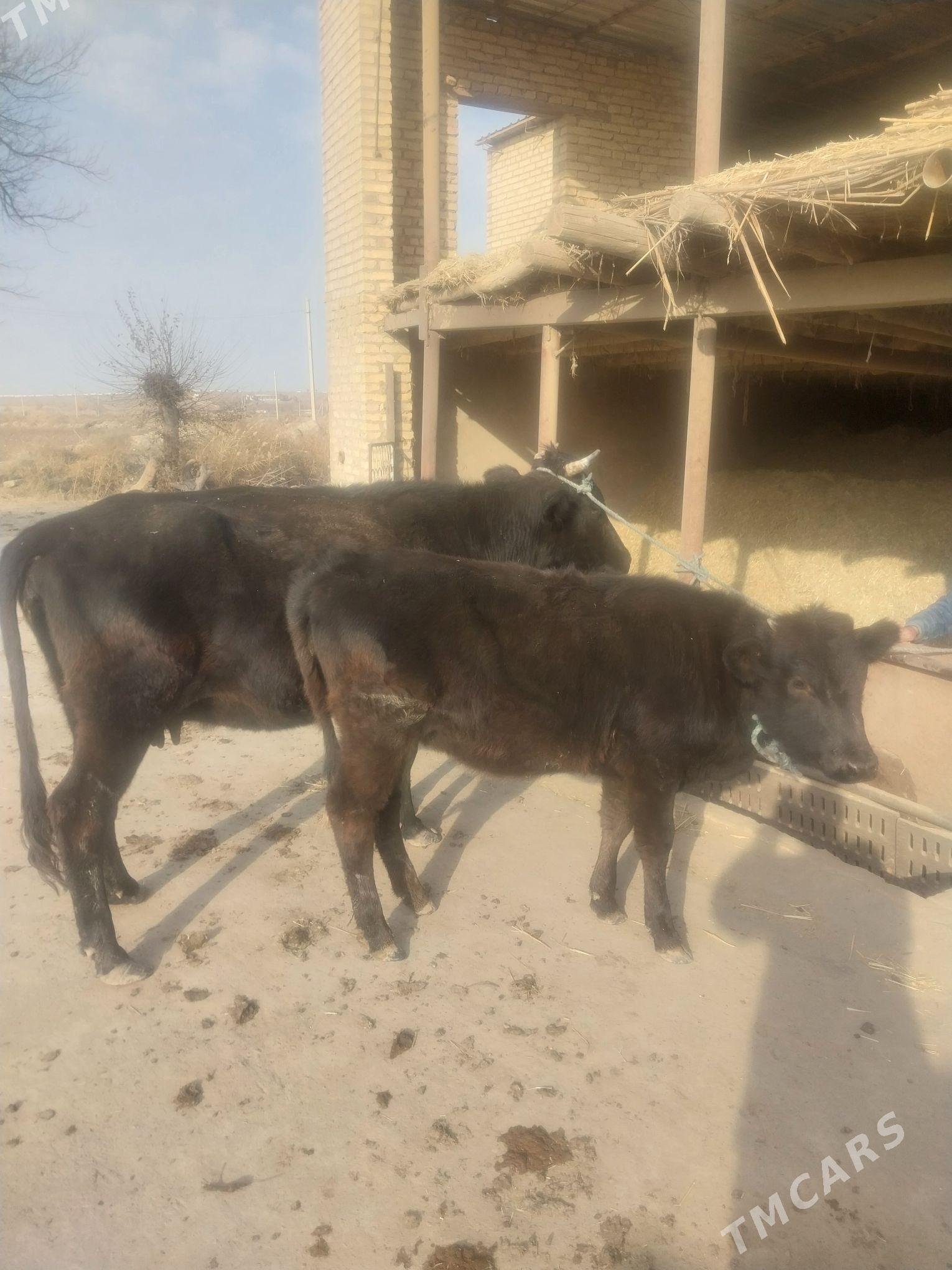 Goleli sygyr. - Саят - img 5