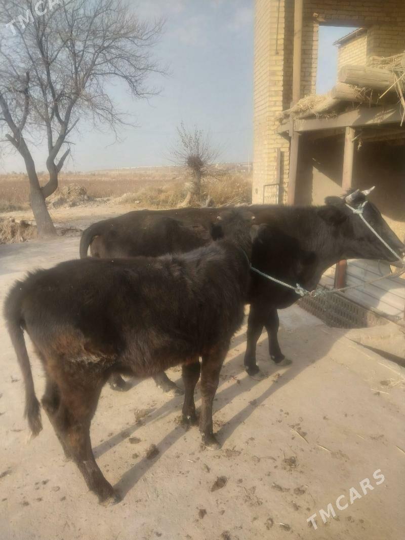 Goleli sygyr. - Саят - img 2