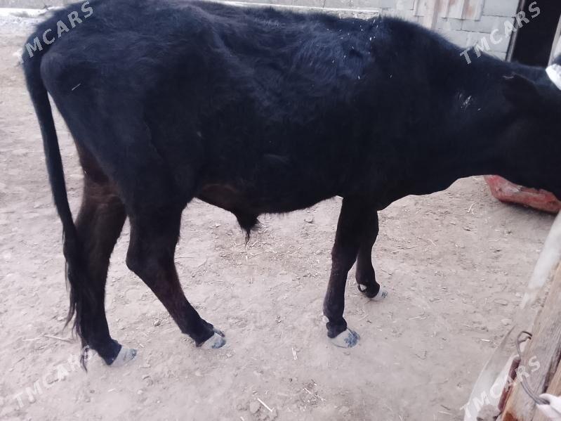 Öküz - Bereket - img 2