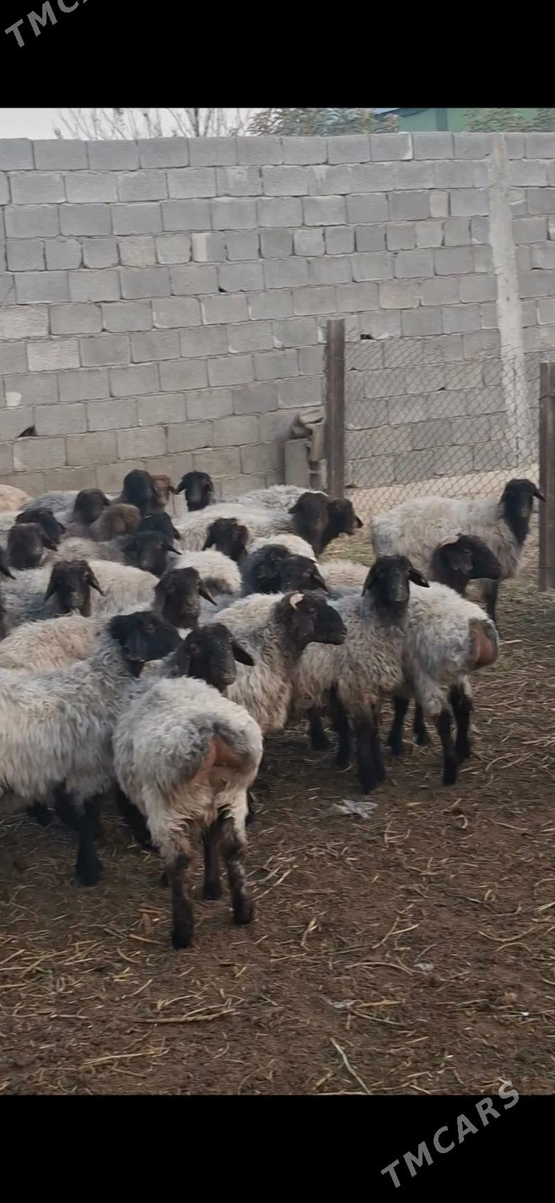 tokly - Gökdepe - img 3