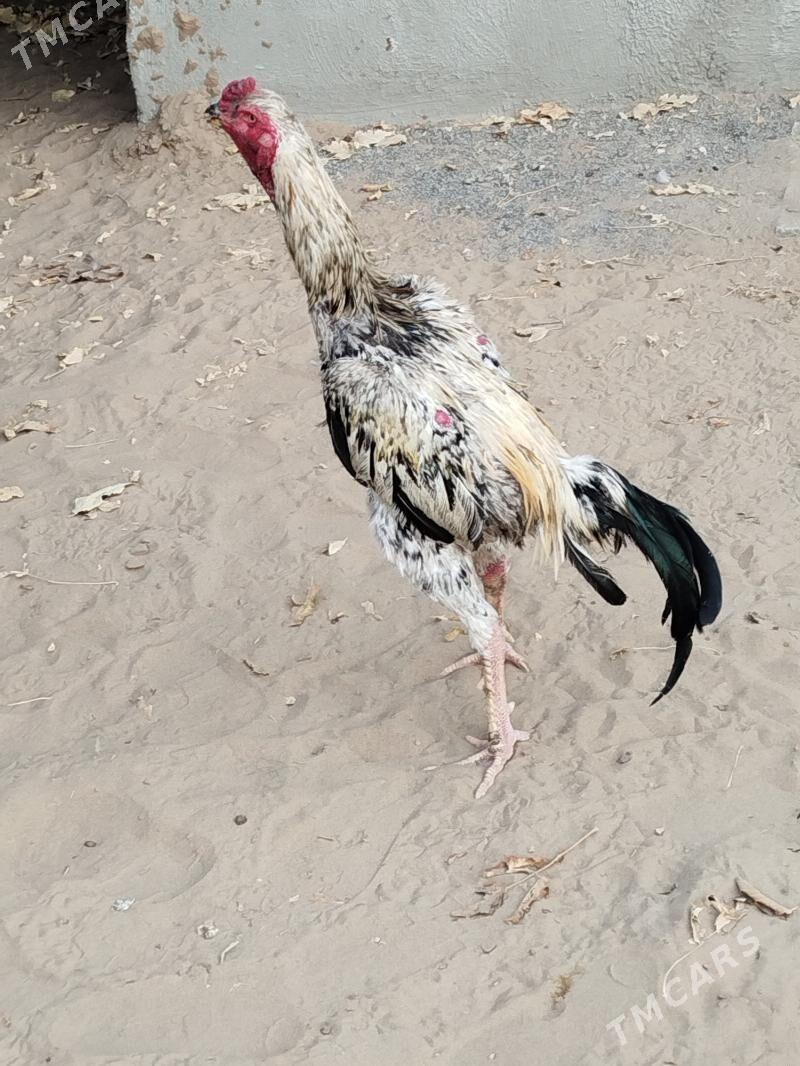 Taşkent horoz - Кëши - img 3