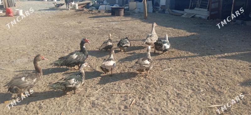 индаутга - Бузмеин - img 2