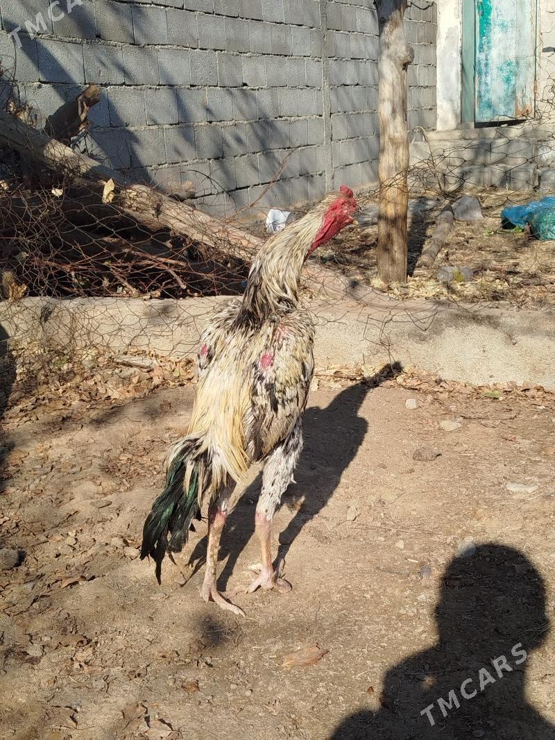 Taşkent horoz - Кëши - img 2