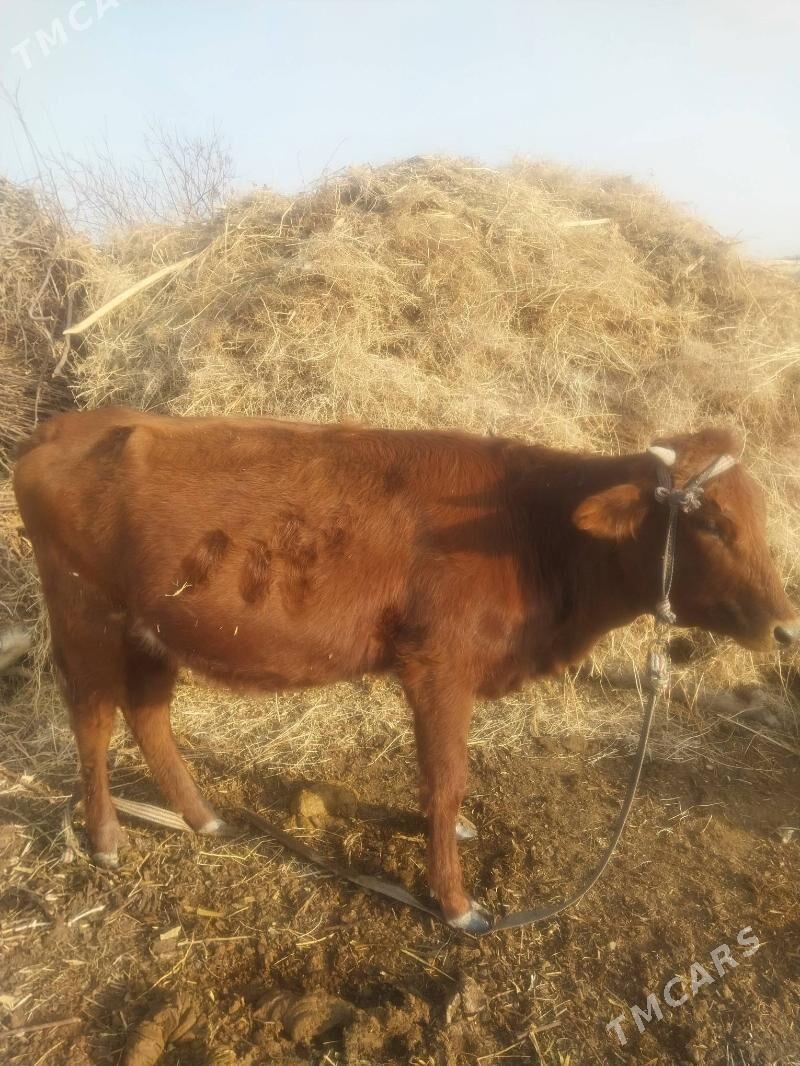 Bogaz gunajyn. - Saýat - img 3