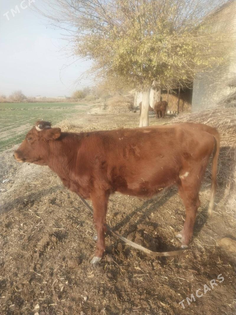 Bogaz gunajyn. - Saýat - img 2