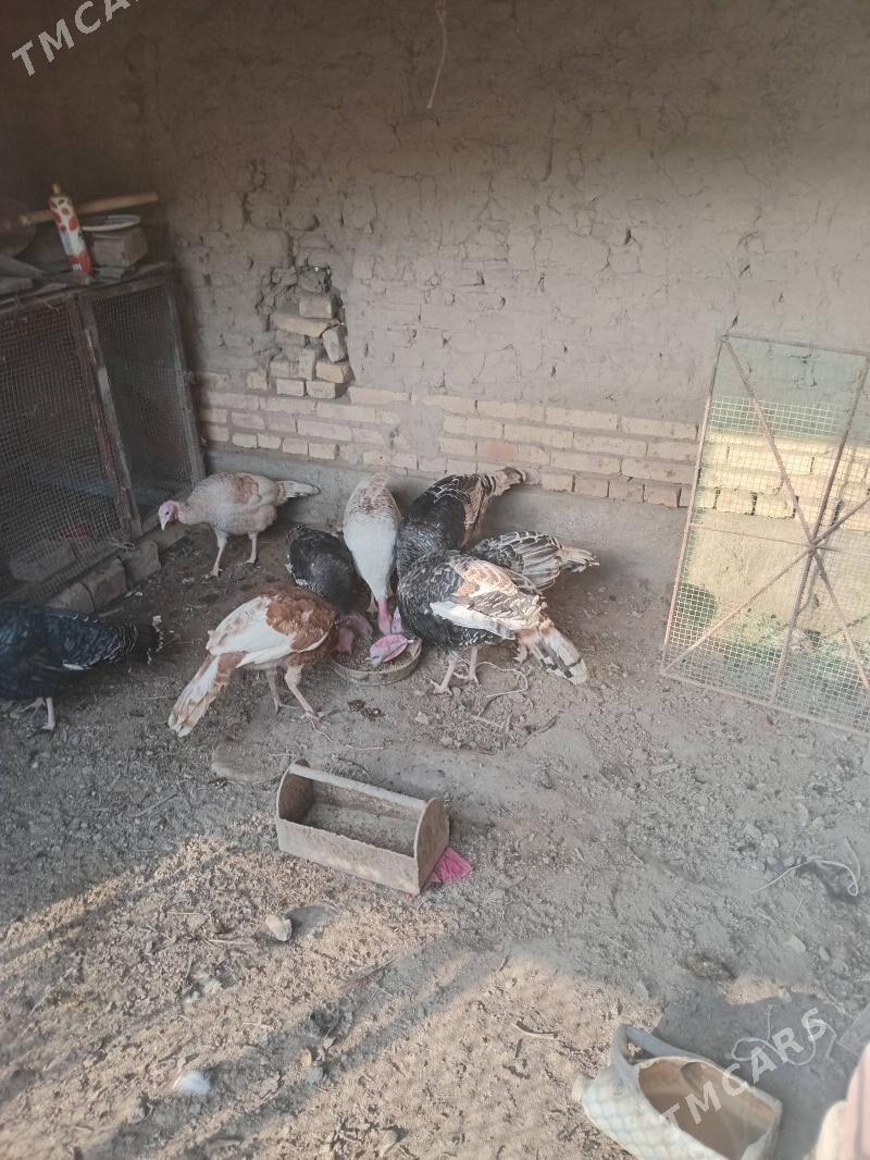 индюк, - Фарап - img 6