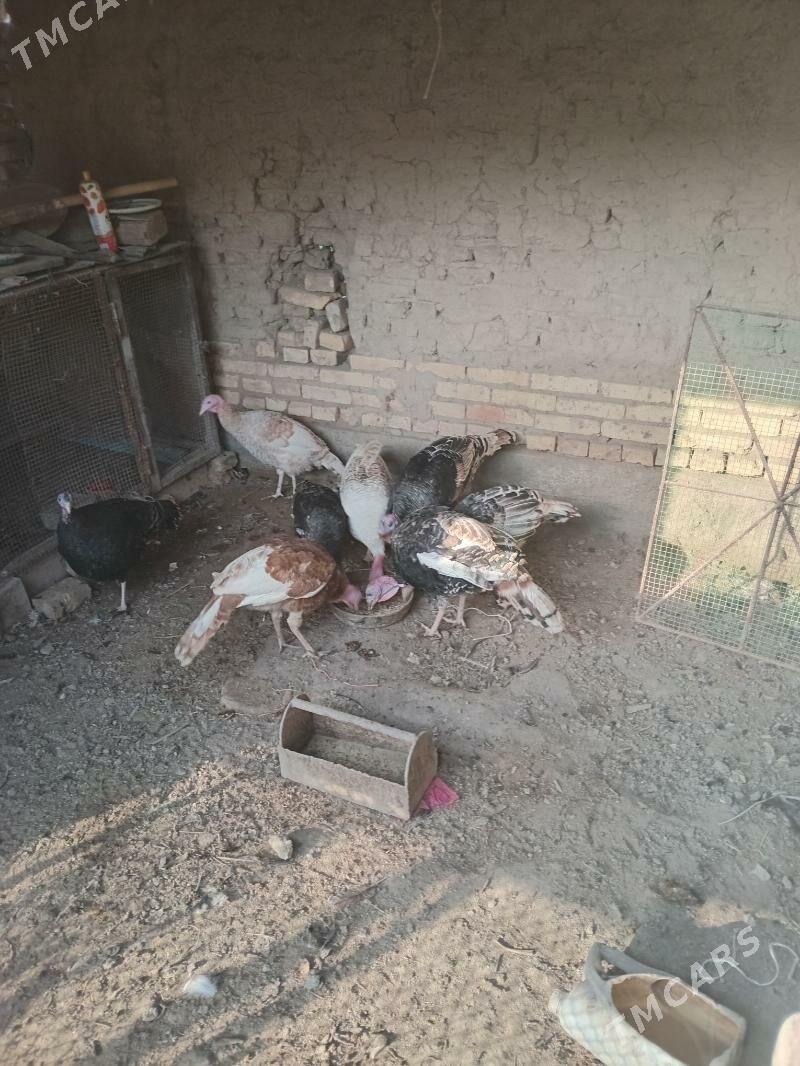 индюк, - Фарап - img 5