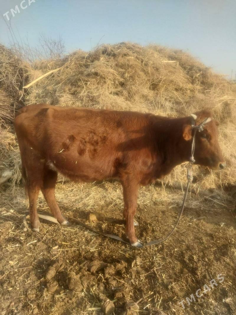 Bogaz gunajyn. - Saýat - img 4