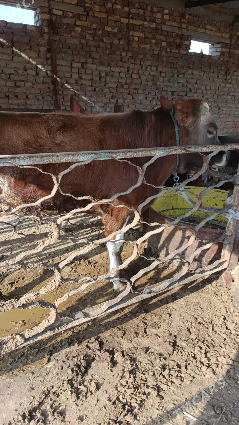 okuz - Бахарден - img 3