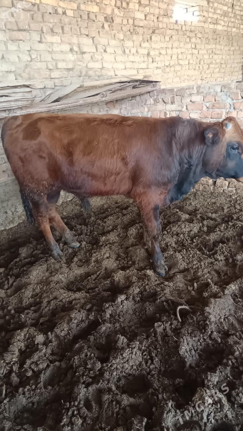 okuz - Бахарден - img 4