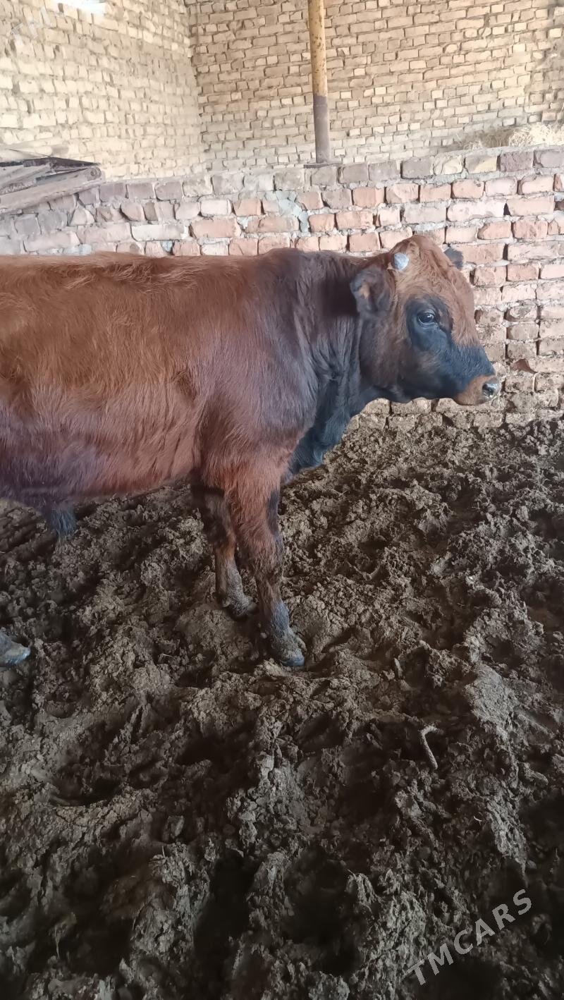 okuz - Бахарден - img 5