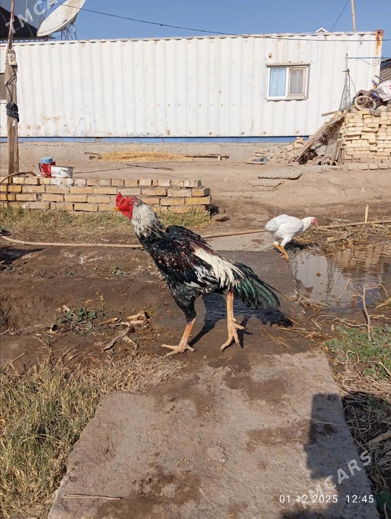 TAYAR HORAZ  - Туркменабат - img 5