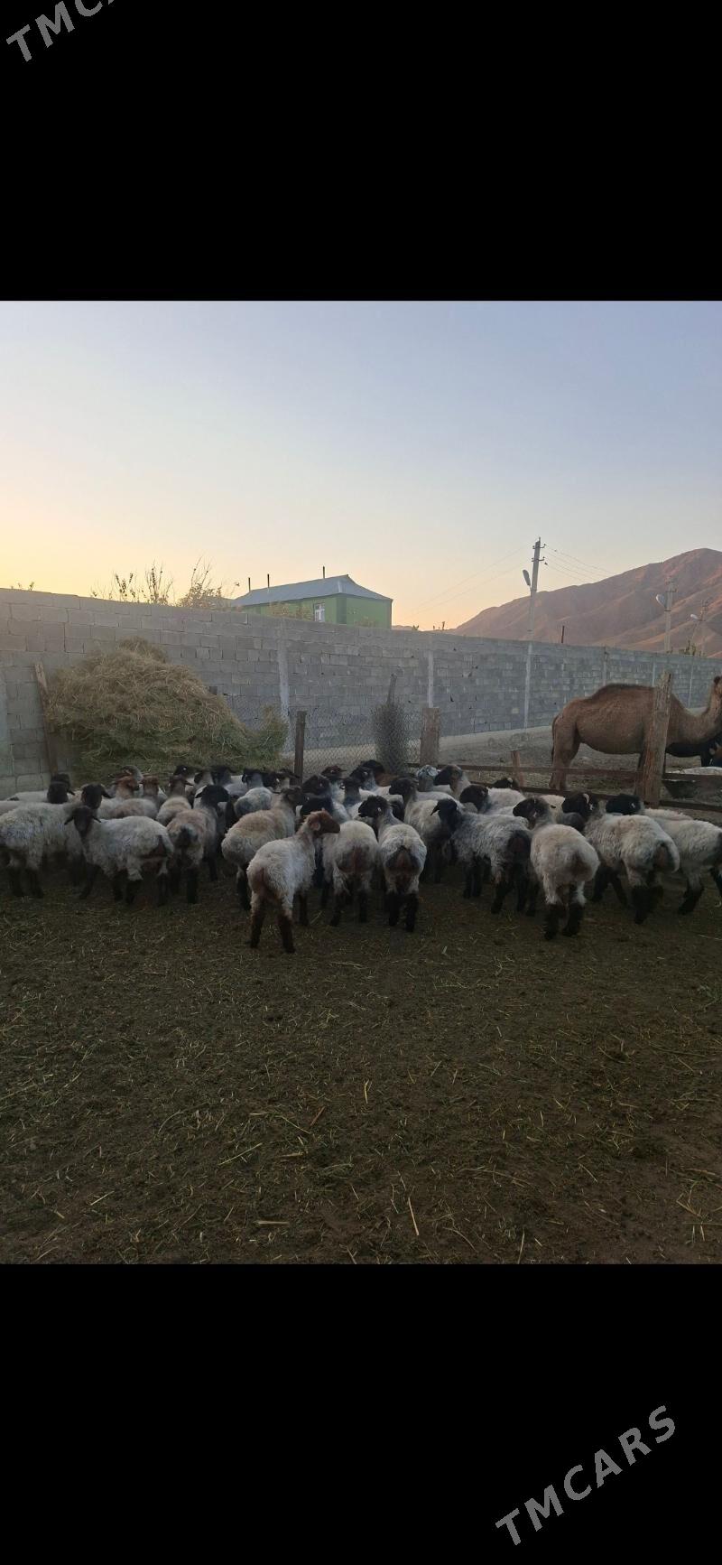 tokly - Gökdepe - img 4