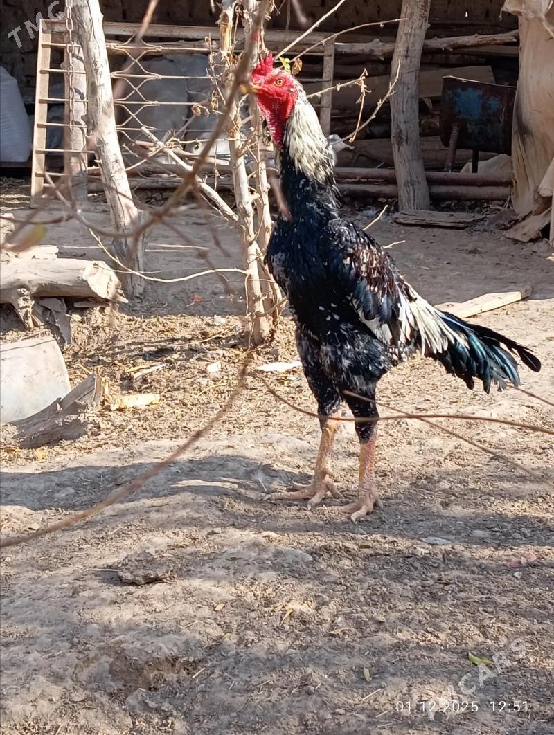 TAYAR HORAZ  - Туркменабат - img 3