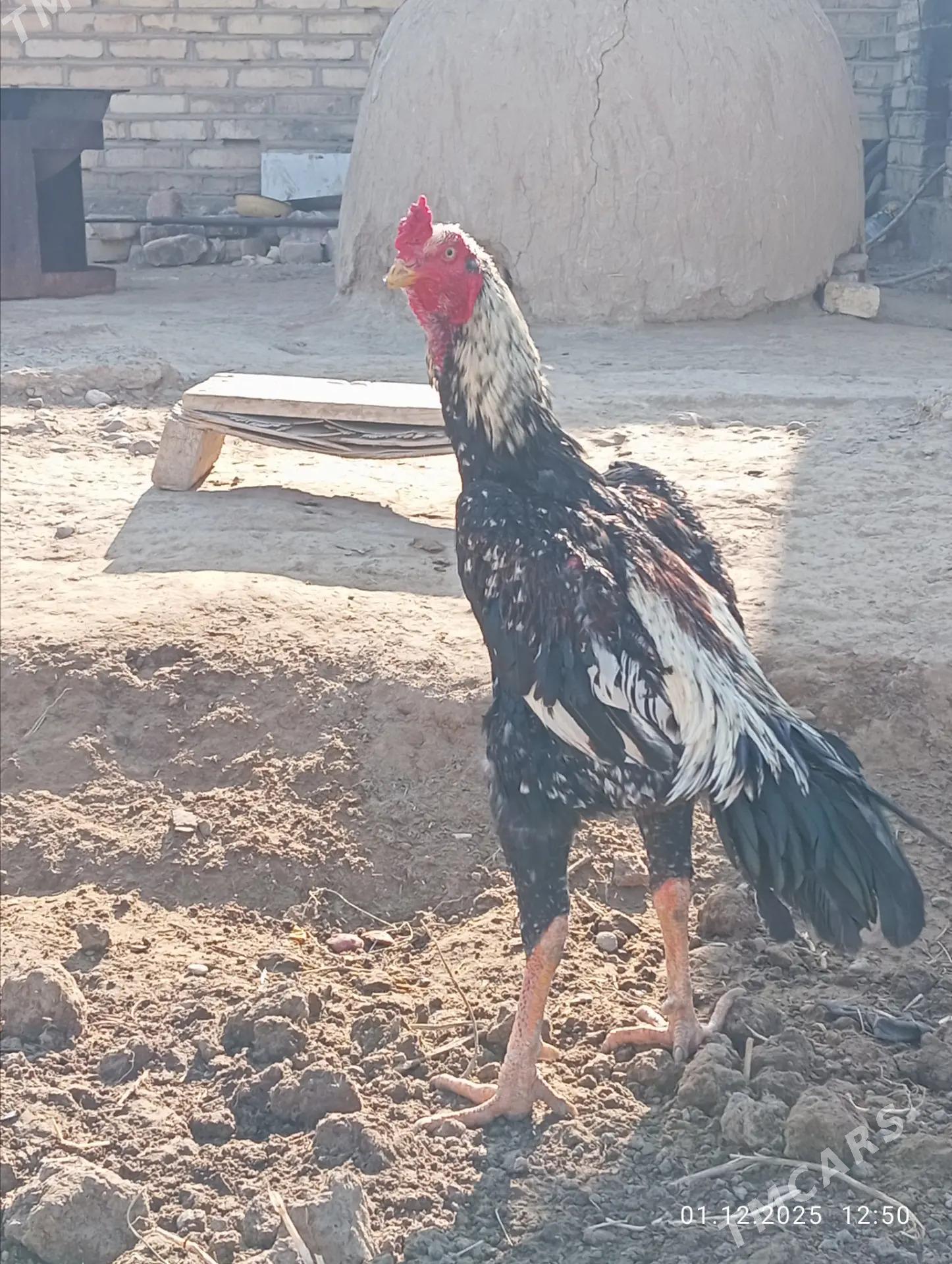 TAYAR HORAZ  - Туркменабат - img 4