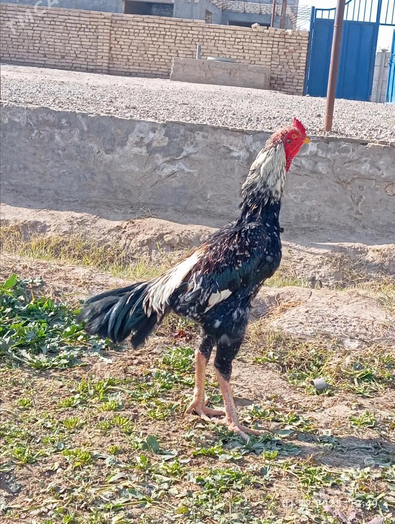 TAYAR HORAZ  - Туркменабат - img 2