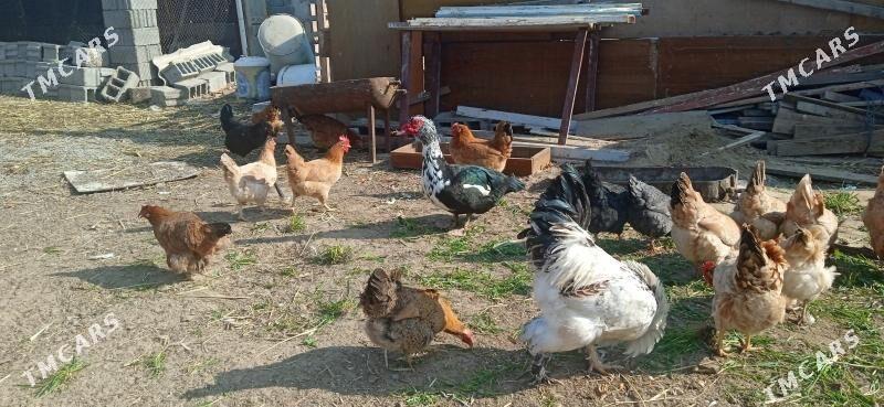 товук - Бузмеин - img 3