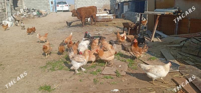 товук - Бузмеин - img 2