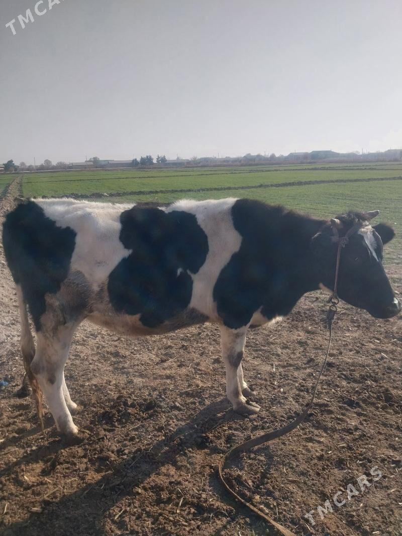 Arginal corny piyosdyr gunajyn - Саят - img 4