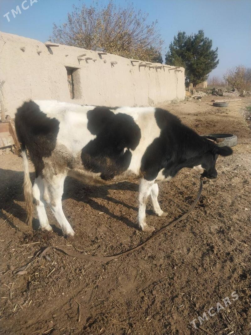 Arginal corny piyosdyr gunajyn - Саят - img 2