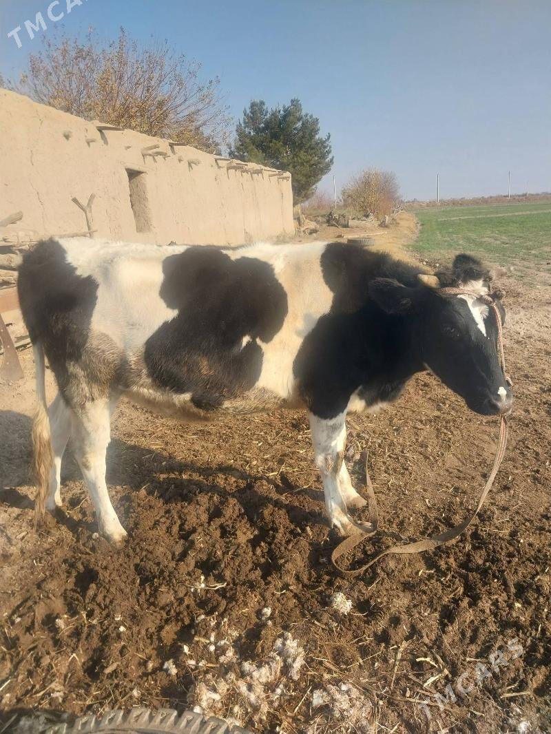 Arginal corny piyosdyr gunajyn - Саят - img 3