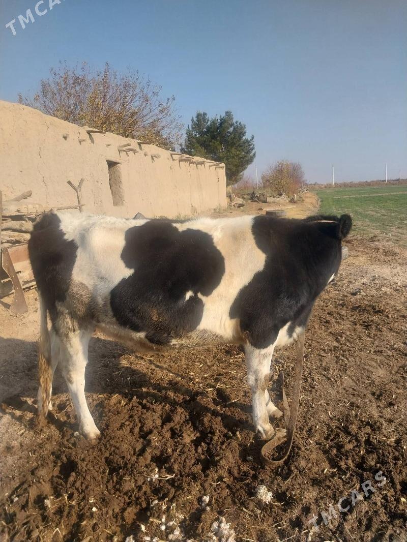 Arginal corny piyosdyr gunajyn - Саят - img 5