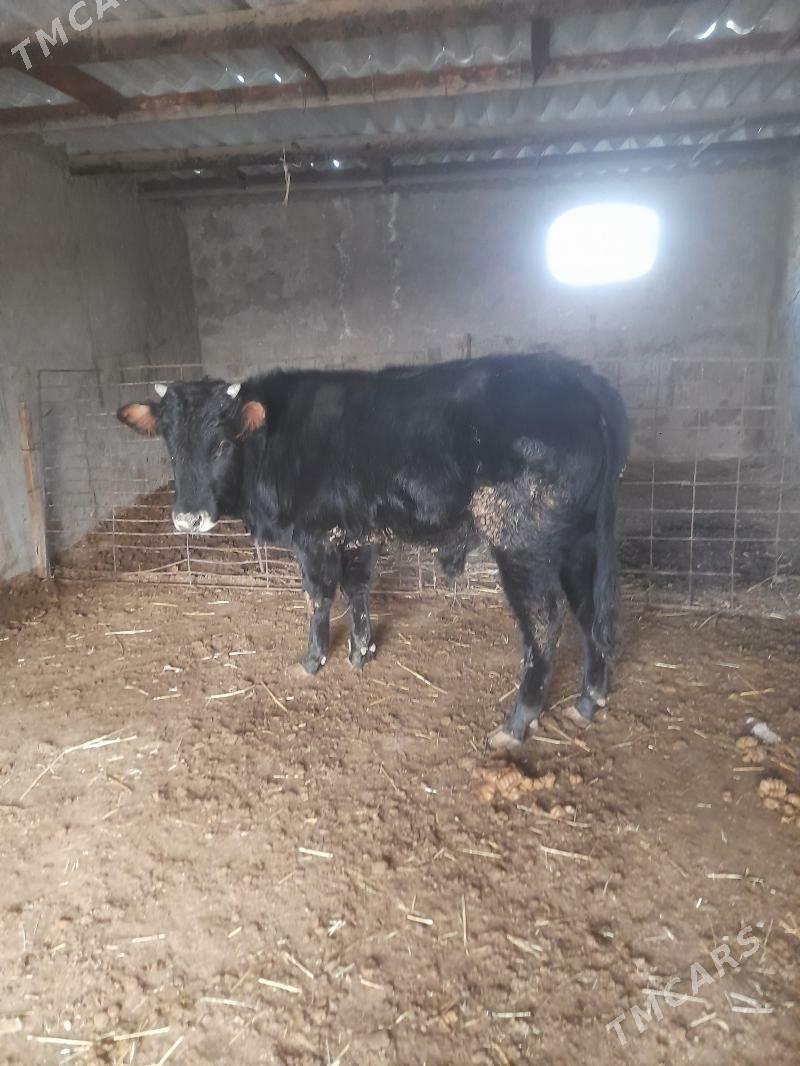 okuzce - Bereket - img 2