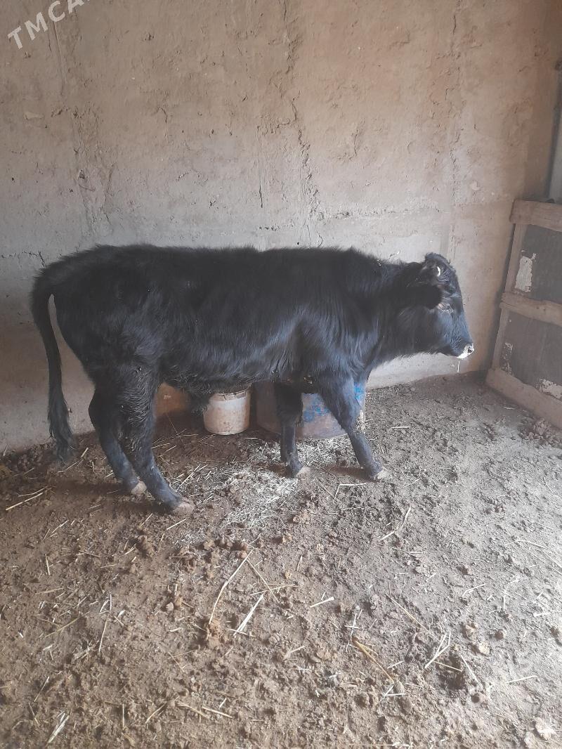 okuzce - Bereket - img 3