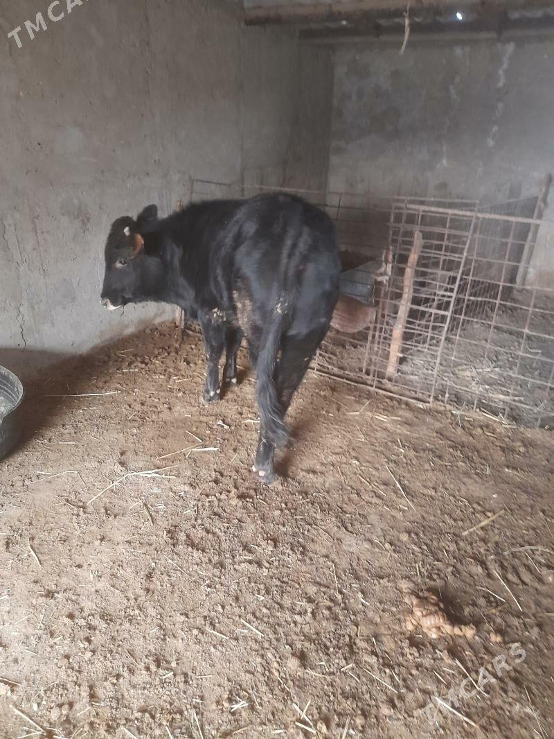 okuzce - Bereket - img 4